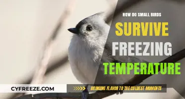 Tiny Wings, Big Survival: How Small Birds Beat Freezing Winters