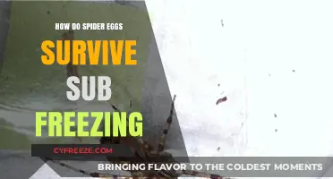 Spider Eggs' Survival Secrets: Thriving in Sub-Freezing Temperatures