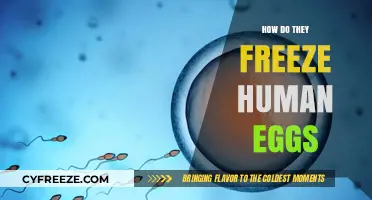 Understanding the Process of Freezing Human Eggs for Future Fertility