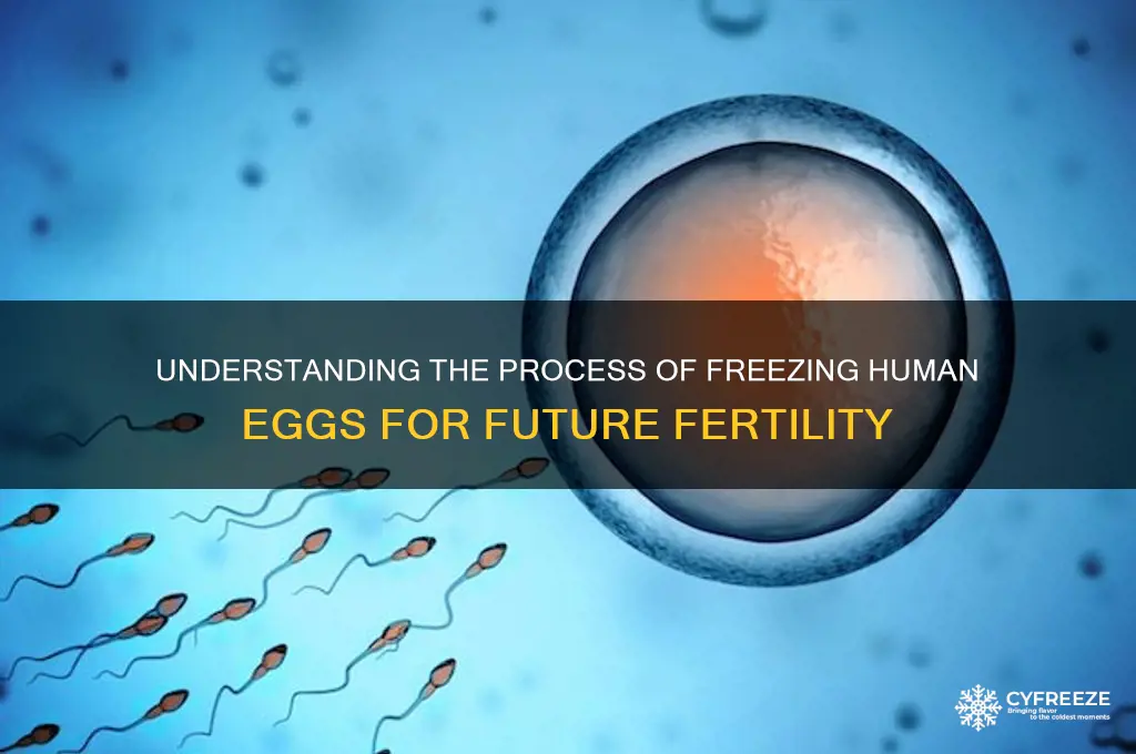 how do they freeze human eggs
