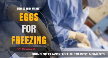 Egg Freezing Process: How Are Eggs Harvested for Preservation?