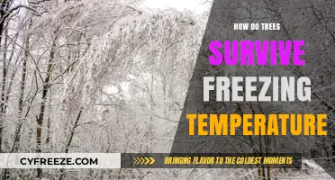 How Trees Endure Winter: Secrets of Freezing Temperature Survival