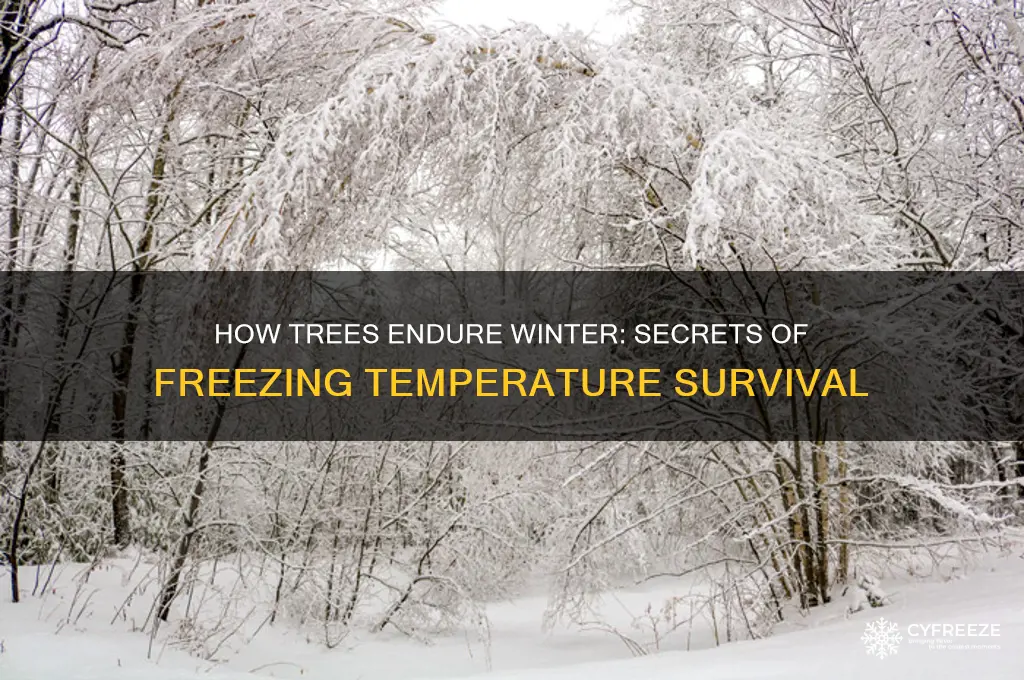 how do trees survive freezing temperatures
