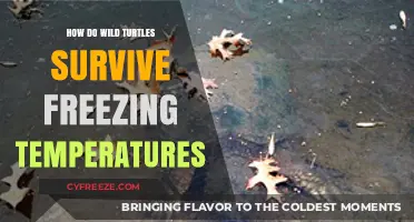 Wild Turtles' Winter Survival: Secrets of Enduring Freezing Temperatures