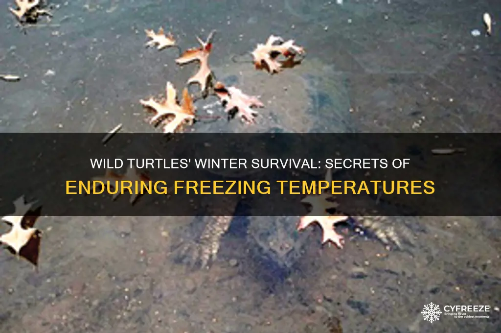 how do wild turtles survive freezing temperatures