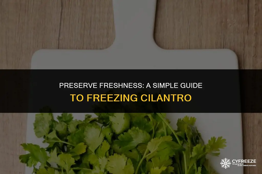 how do you freeze fresh cilantro