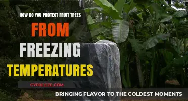 Shielding Fruit Trees: Effective Strategies Against Freezing Winter Temperatures