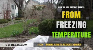 Shielding Your Garden: Effective Strategies to Protect Plants from Freezing Temperatures