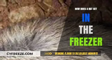 How Rats Sneak into Freezers: Prevention and Detection Tips