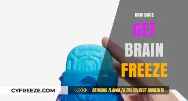 Brain Freeze in Dogs: Causes, Symptoms, and Prevention Tips