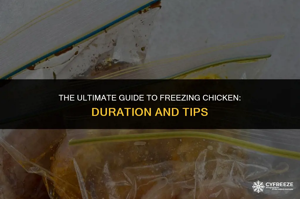 how long a chicken be in the freezer