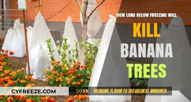 Chilling Threshold: When Freezing Temps Threaten Banana Trees' Survival