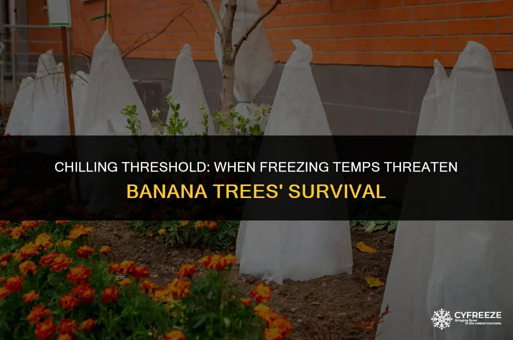 how long below freezing will kill banana trees