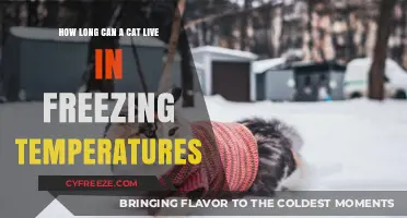 Surviving the Cold: How Long Can Cats Endure Freezing Temperatures?