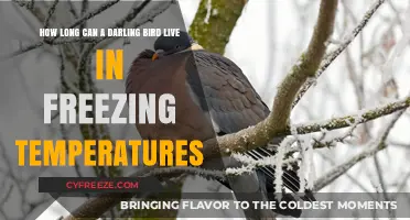 Darling Birds' Survival: Freezing Temperatures and Lifespan Explained