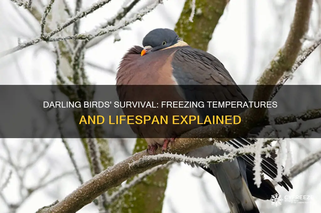 how long can a darling bird live in freezing temperatures