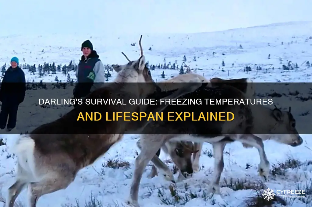 how long can a darling live in freezing temperatures