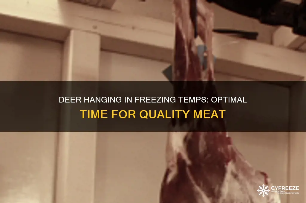 how long can a deer hang in freezing temperatures