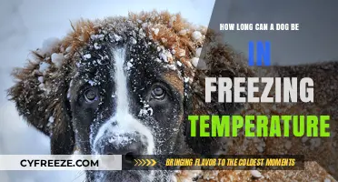 How Long Can Dogs Safely Endure Freezing Temperatures?