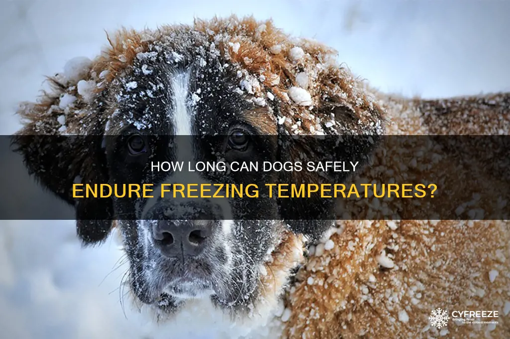 how long can a dog be in freezing temperatures