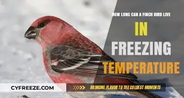Finch Survival in Freezing Temperatures: Lifespan and Cold Tolerance Explained