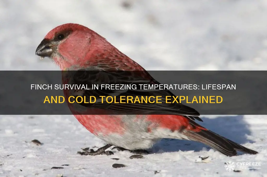 how long can a finch bird live in freezing temperatures