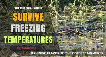 Alligators' Survival Secrets: Enduring Freezing Temperatures in the Wild