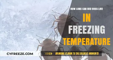 Bed Bugs in Freezing Temps: Survival Duration and Prevention Tips
