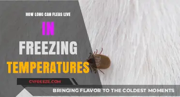 Fleas in Freezing Temps: Survival Duration and Cold Weather Resilience
