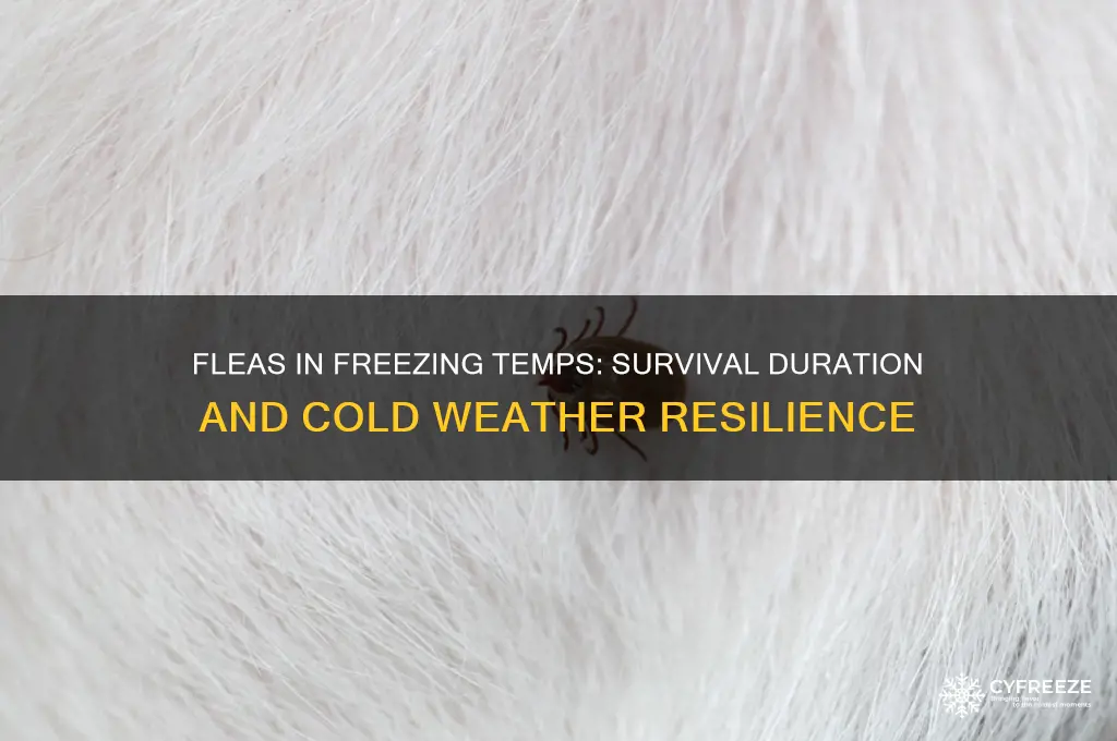 how long can fleas live in freezing temperatures