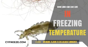 Can Lice Survive Winter? Freezing Temperatures and Lice Lifespan