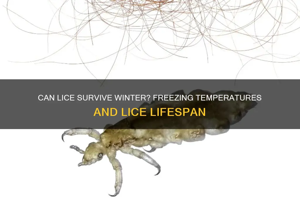 how long can lice live in freezing temperatures