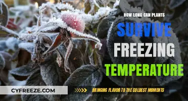 Surviving the Cold: How Long Can Plants Endure Freezing Temperatures?