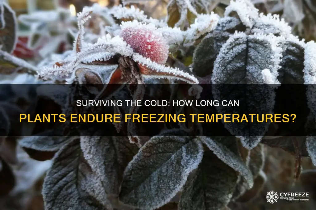 how long can plants survive freezing temperatures