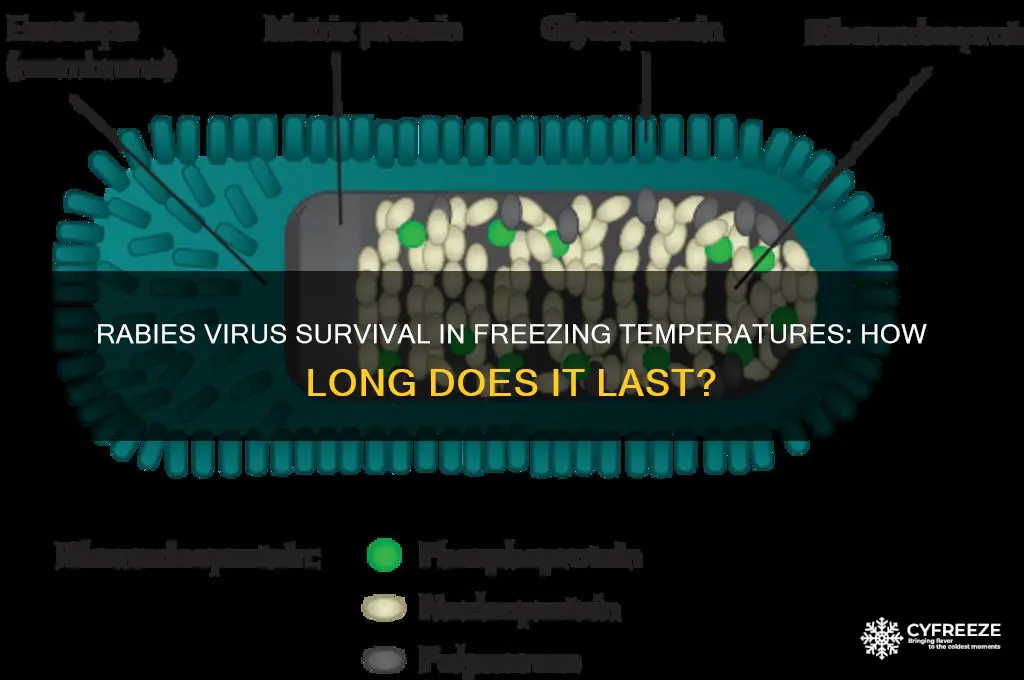 how long can rabies virus survive freezing temperatures