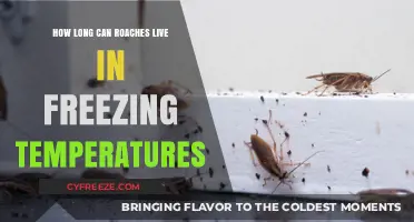 Can Roaches Survive Winter? Freezing Temperatures and Cockroach Lifespan