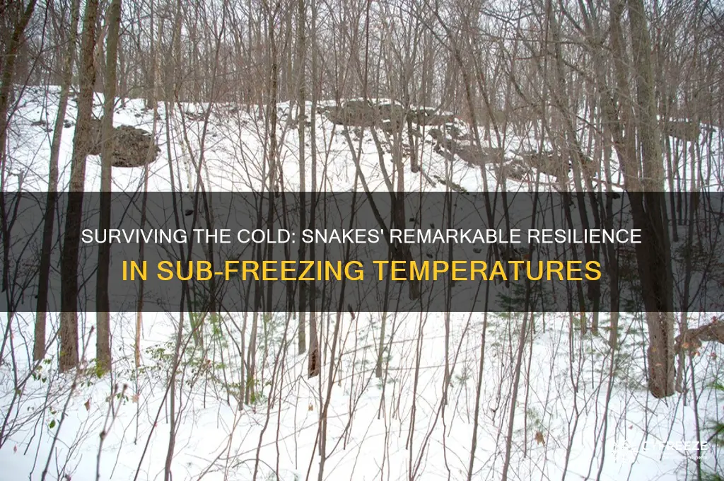 how long can snakes survive sub freezing temperatures
