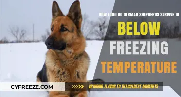 German Shepherds' Survival in Freezing Temperatures: What You Need to Know