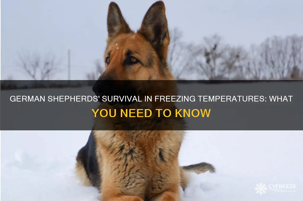 how long do german shepherds survive in below freezing temperatures