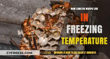 Surviving Winter: Wasp Lifespan in Freezing Temperatures Explained