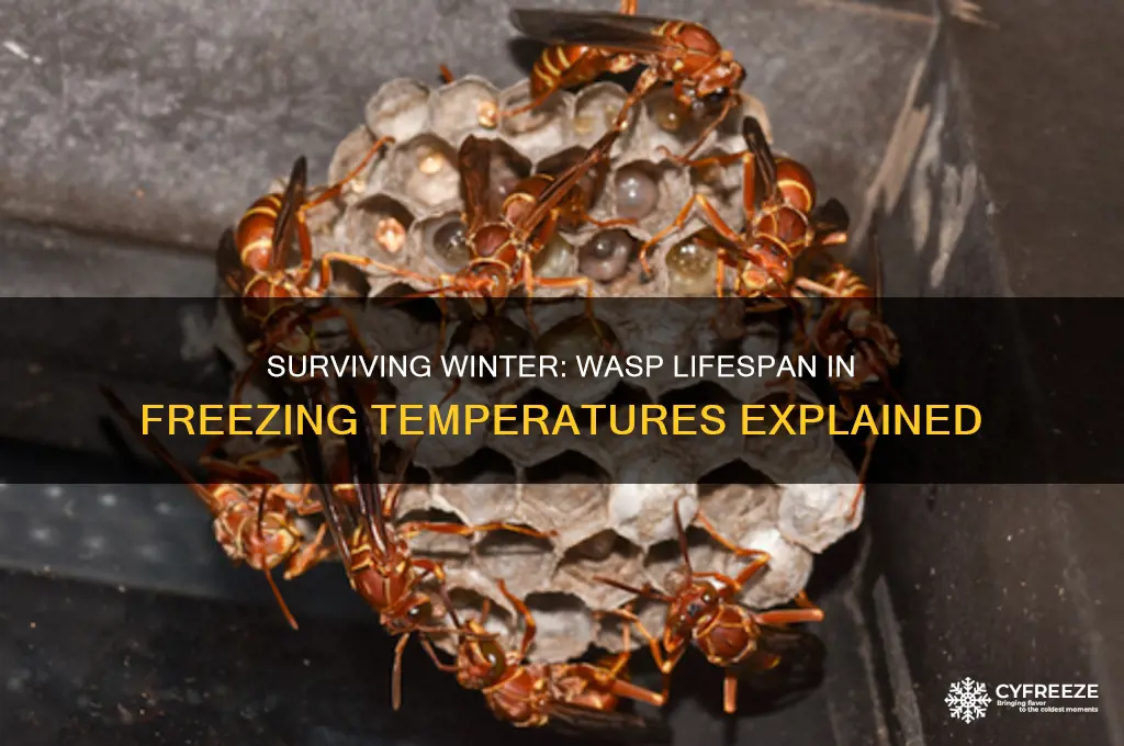 how long do wasps live in freezing temperatures