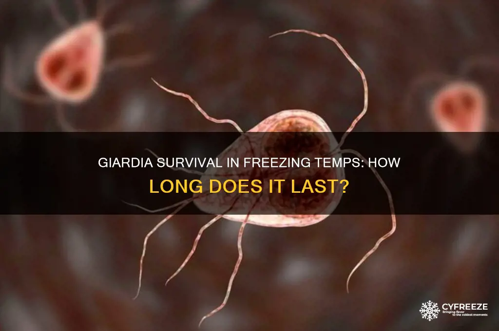 how long does giardia live in freezing temperatures