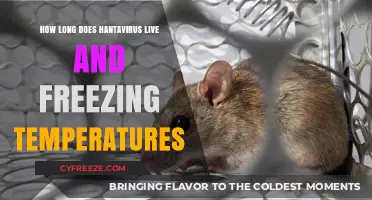 Hantavirus Survival: Freezing Temperatures and Longevity Explained