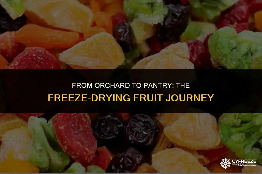how long does it take to freeze dry fruit