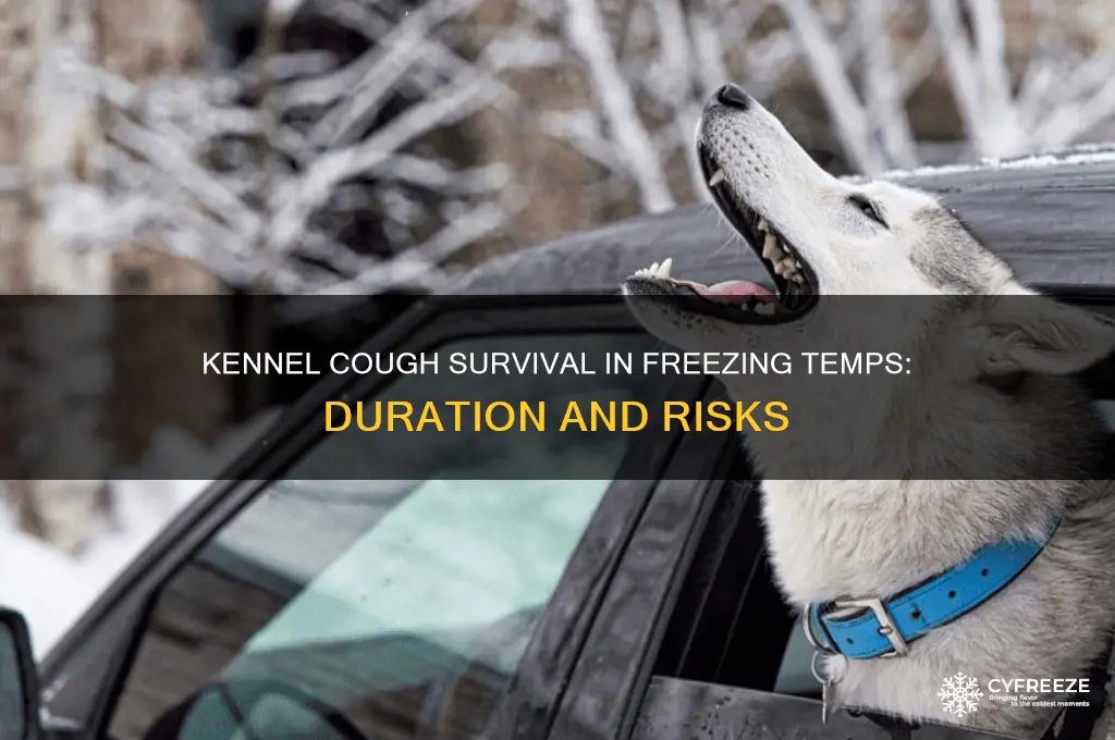how long does kennel cough survive in freezing temperatures