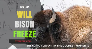 Understanding Bison Freeze: Duration and Survival Strategies