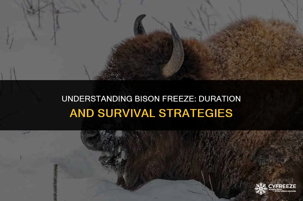 how long will bison freeze
