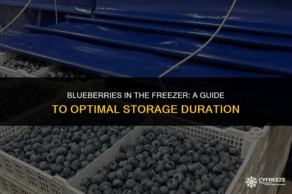 how long will blueberries keep in freezer
