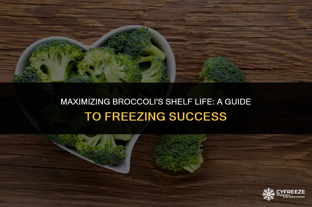 how long will broccoli last in the freezer