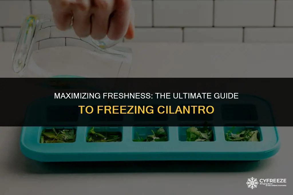 how long will cilantro keep in freezer